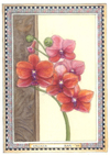 Red Orchid